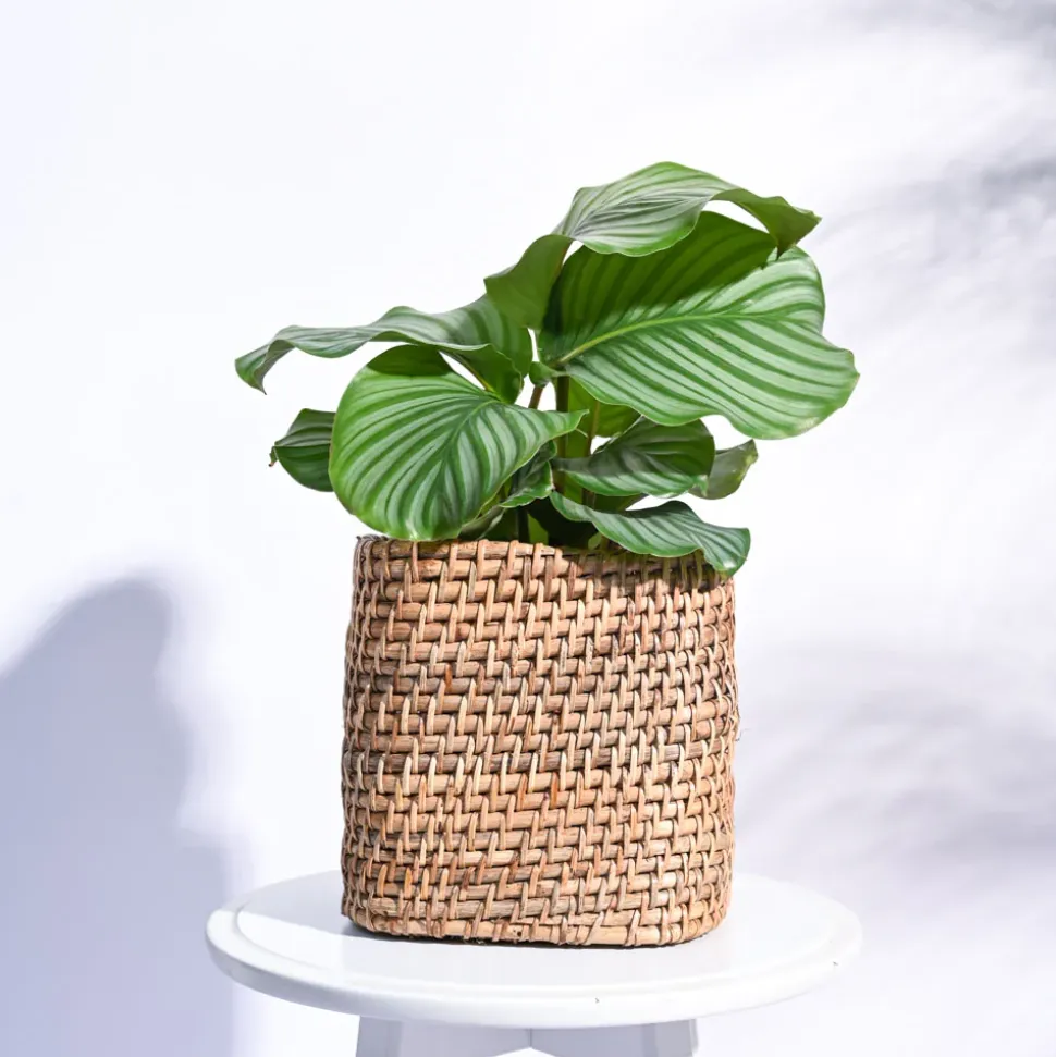 Square Cane Planter