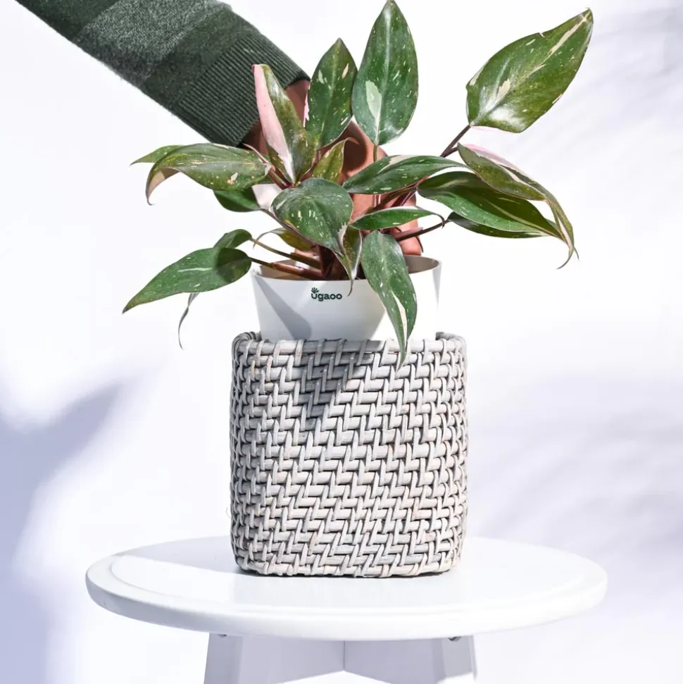 Square Cane Planter