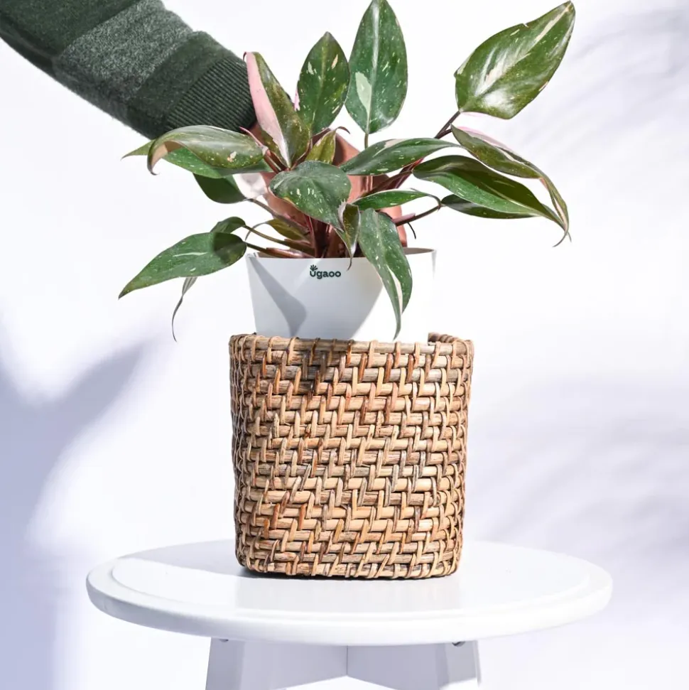 Square Cane Planter