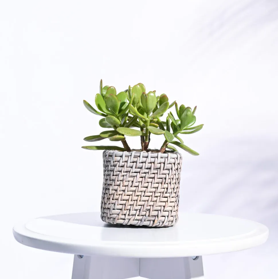 Square Cane Planter