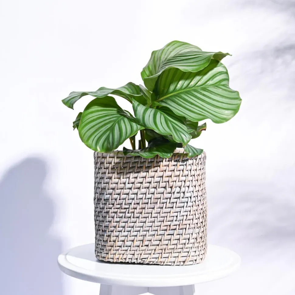 Square Cane Planter