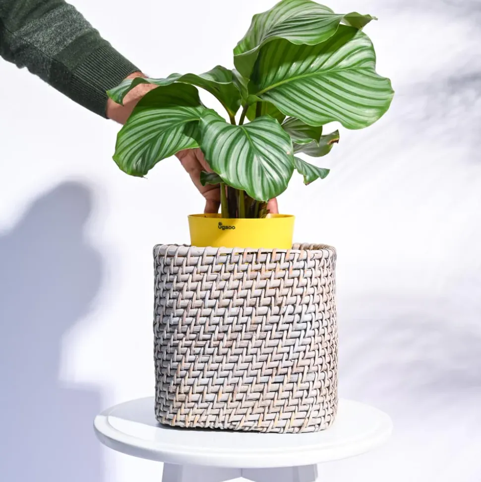Square Cane Planter