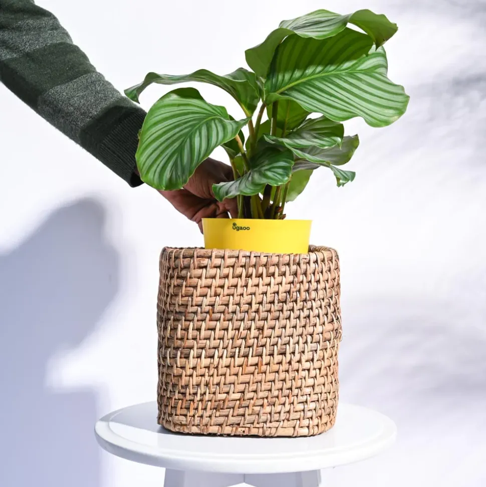 Square Cane Planter