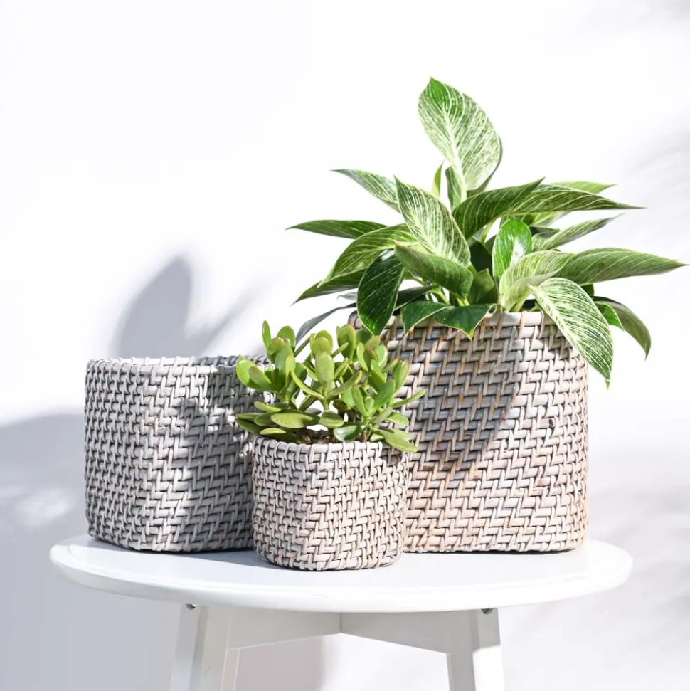 Square Cane Planter