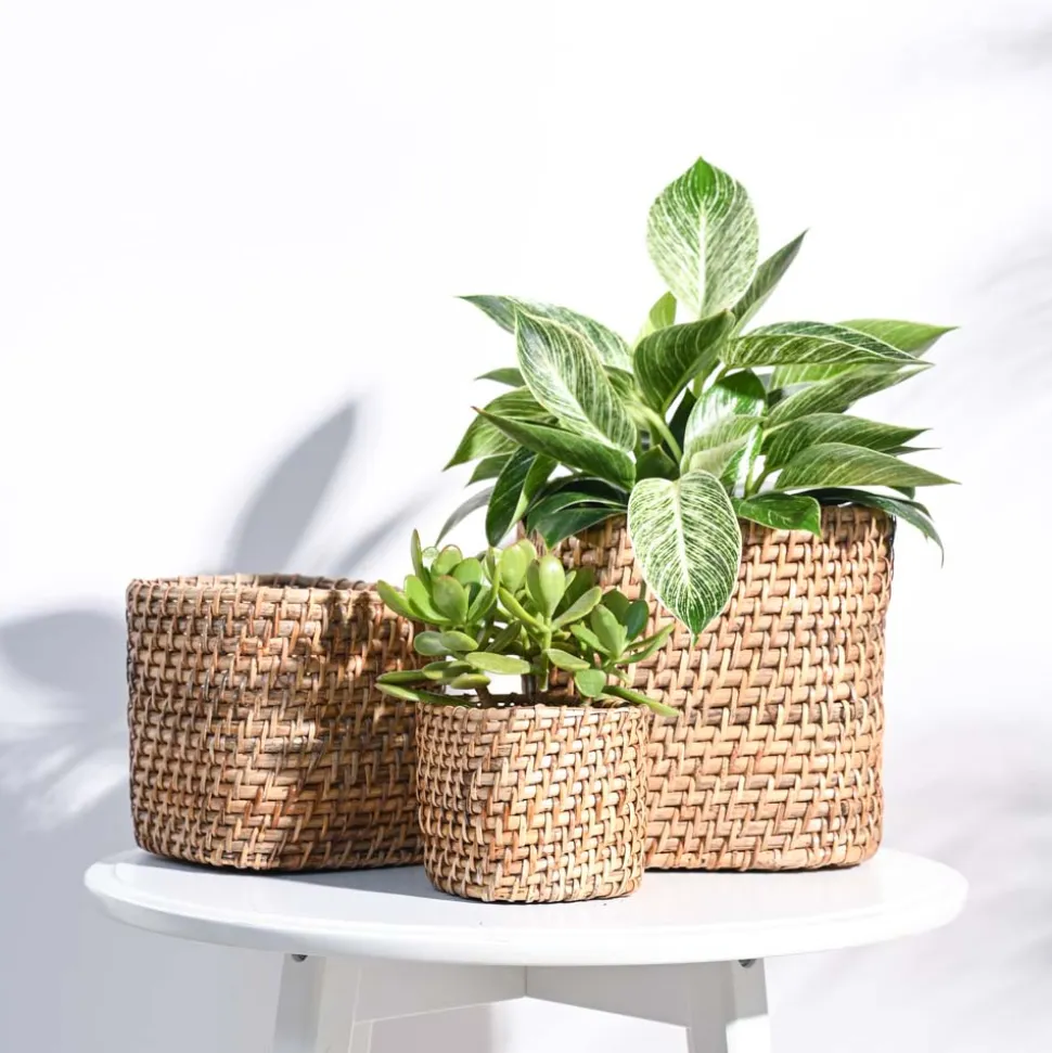 Square Cane Planter