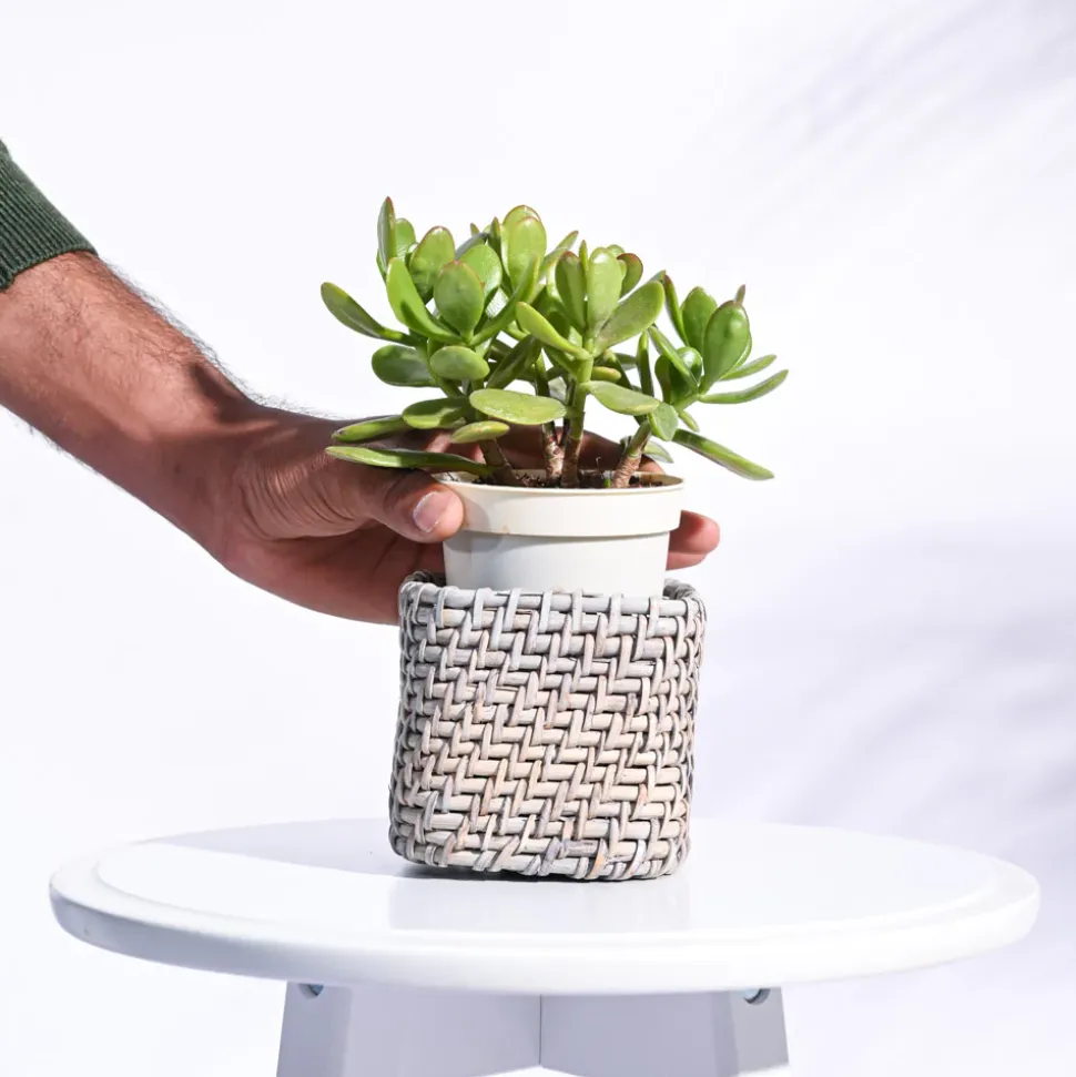 Square Cane Planter