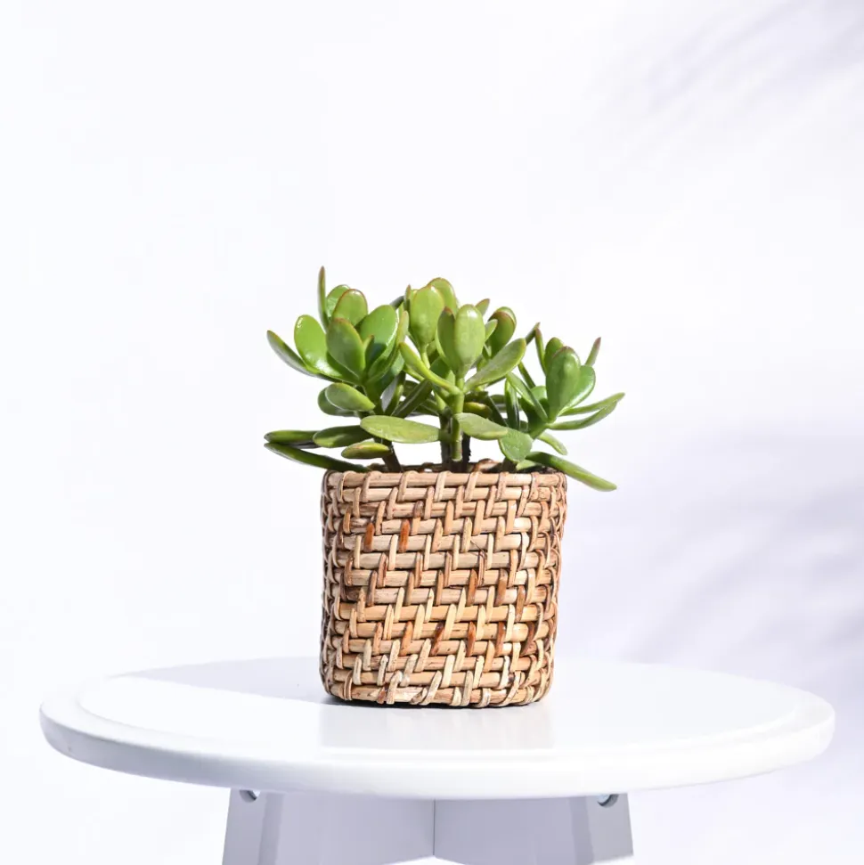 Square Cane Planter