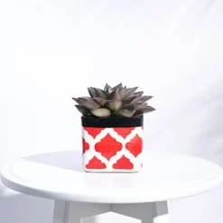 Square Ceramic Pot (3.5 Inch Width)