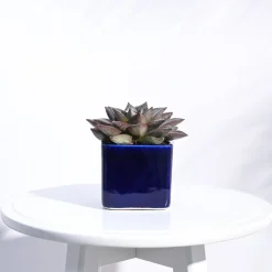 Square Ceramic Pot (3.5 Inch Width)