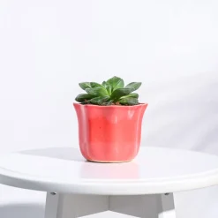 Star Ceramic Pot (4.2 Inch Width)