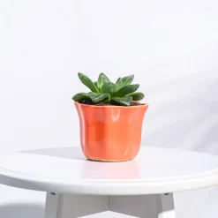 Star Ceramic Pot (4.2 Inch Width)
