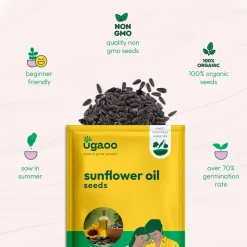 Sunflower Oil Seeds