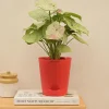 Syngonium Confetti