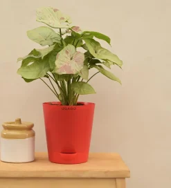 Syngonium Confetti