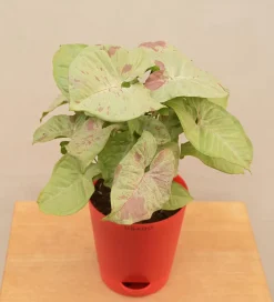Syngonium Confetti