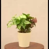 Syngonium Pink Neon and White Butterfly Plant Bouquet