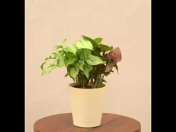 Syngonium Pink Neon and White Butterfly Plant Bouquet