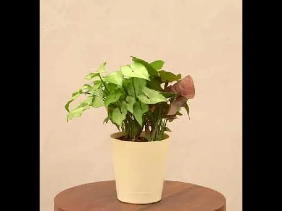 Syngonium Pink Neon and White Butterfly Plant Bouquet