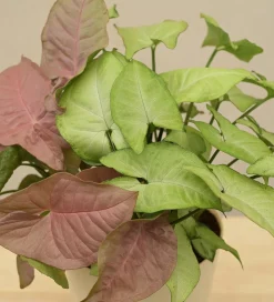 Syngonium Pink Neon and White Butterfly Plant Bouquet