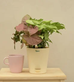 Syngonium Pink Neon and White Butterfly Plant Bouquet