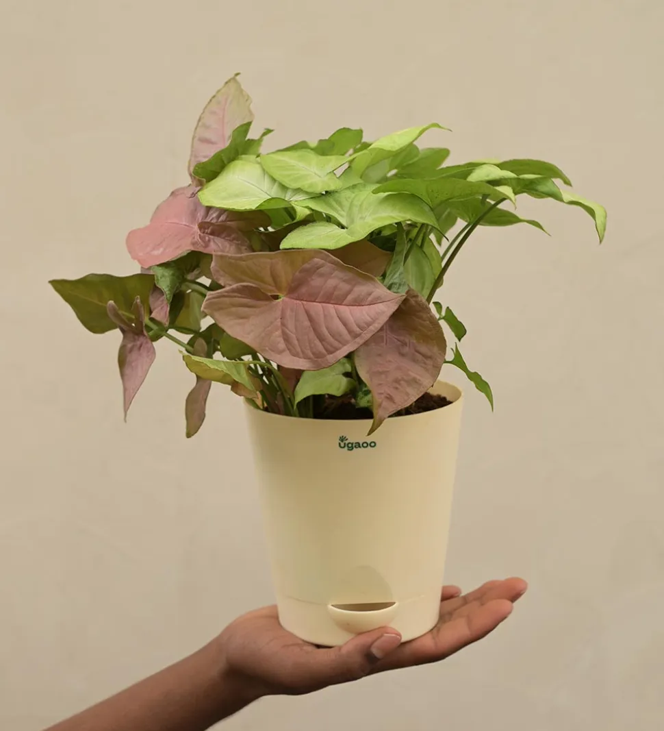 Syngonium Pink Neon and White Butterfly Plant Bouquet