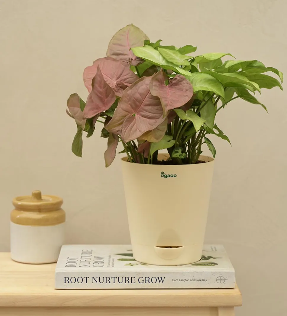 Syngonium Pink Neon and White Butterfly Plant Bouquet