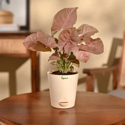 Syngonium Pink Plant