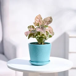 Syngonium Pink Plant
