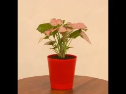 Syngonium Pink Plant