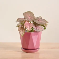 Syngonium Pink Plant