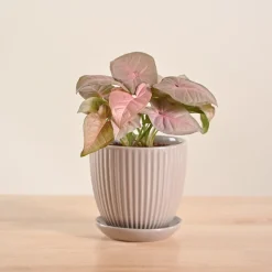 Syngonium Pink Plant