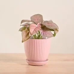 Syngonium Pink Plant