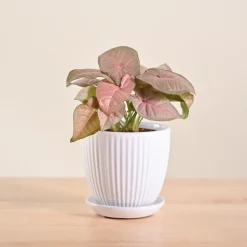 Syngonium Pink Plant