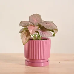 Syngonium Pink Plant