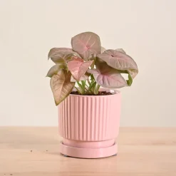Syngonium Pink Plant