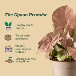 Syngonium Pink Plant