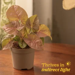 Syngonium Pink Plant