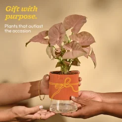 Syngonium Pink Plant