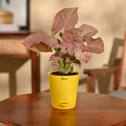 Syngonium Pink Plant