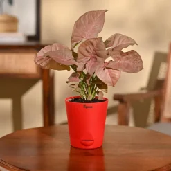 Syngonium Pink Plant