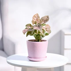 Syngonium Pink Plant