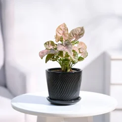 Syngonium Pink Plant