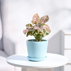 Syngonium Pink Plant