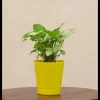 Syngonium Pixie Plant