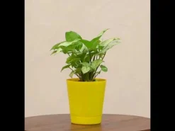 Syngonium Pixie Plant