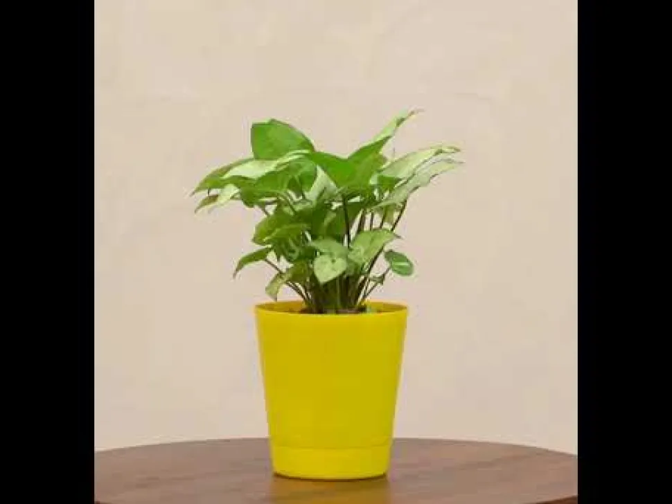 Syngonium Pixie Plant