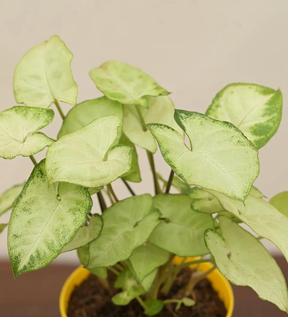 Syngonium Pixie Plant