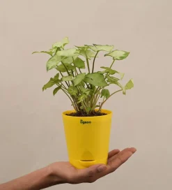 Syngonium Pixie Plant