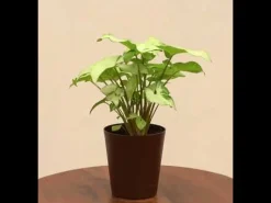Syngonium White Butterfly Plant