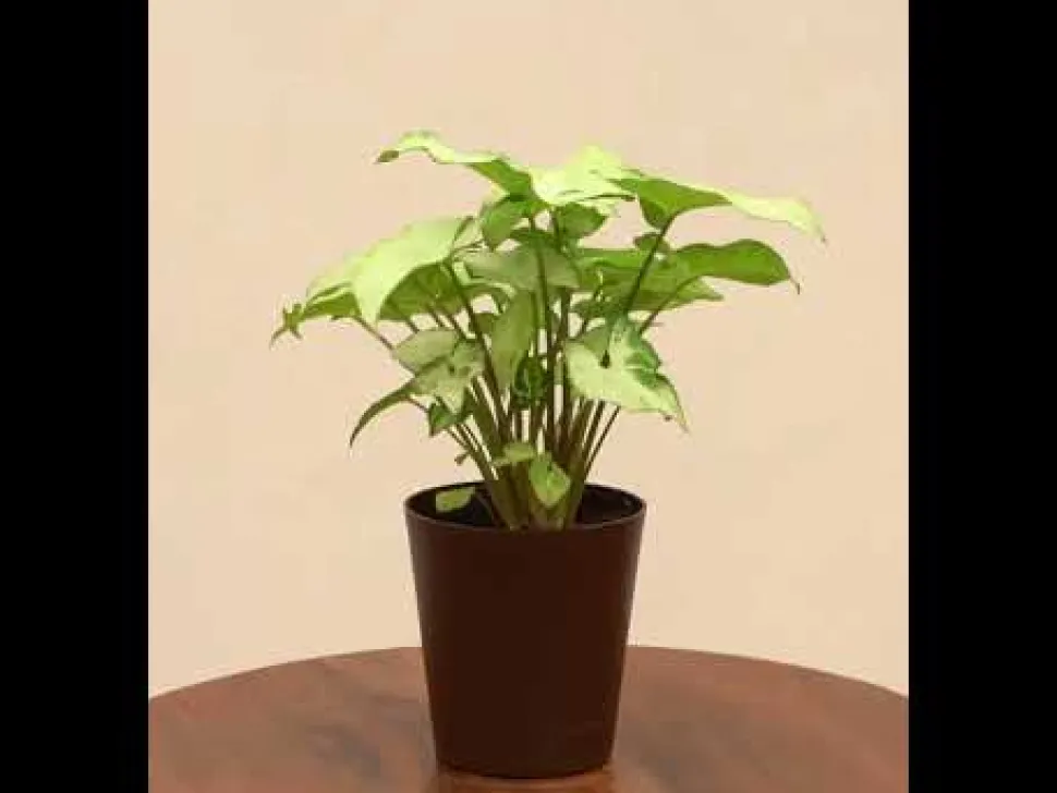 Syngonium White Butterfly Plant
